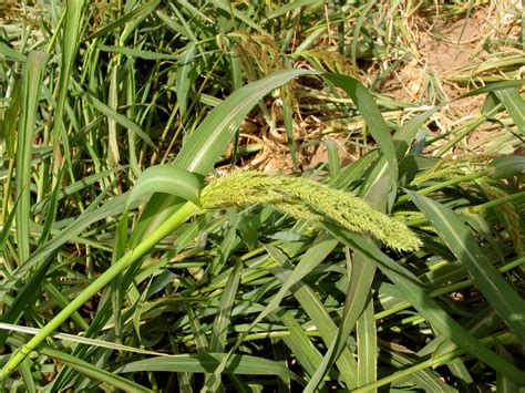 Barnyard Grass Echinochloa Muricata