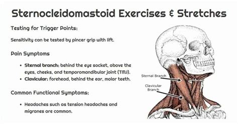 Sternocleidomastoid Scm Trigger Points Sand And Steel Fitness