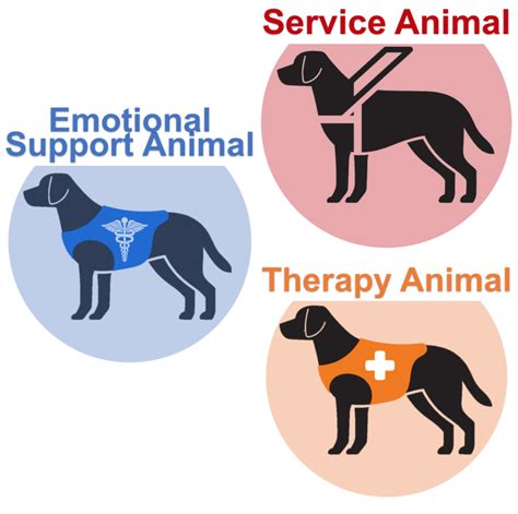 Difference Between The Service Dog Emotional Support Dog