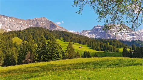 Beautiful Summer Meadow In The Swiss Alps Wallpaper Other Wallpaper