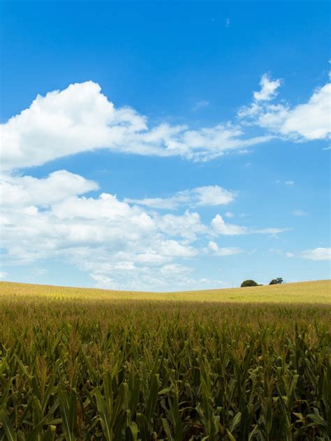 Download 600x800 Cropland Agriculture Field Clouds Sky Rural Area