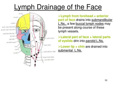 Ppt Skin Innervation Of The Face Powerpoint Presentation Id966517