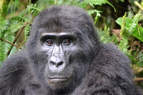 Wild Mountain Gorillas Found To Play In Water Like Humans