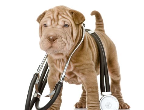 We did not find results for: How to Check Your Dog's Vital Signs - Rover blog