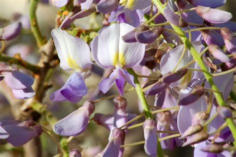 Flowering Vine Types and How to Use Them