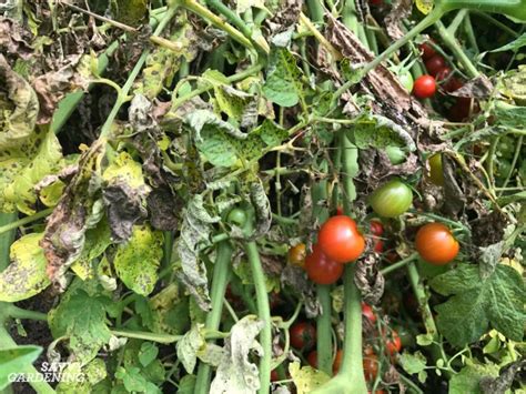 Tomato Plant Disease How To Identify And Control Tomato Diseases