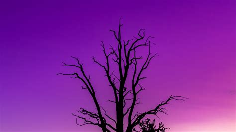 Download Wallpaper 3840x2160 Tree Sky Dusk Minimalism Purple 4k Uhd