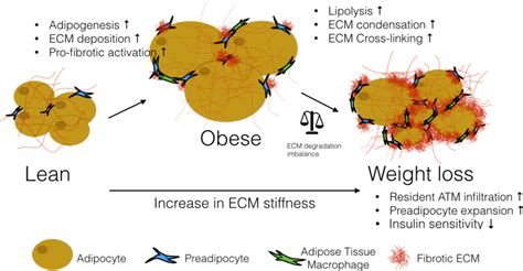 Insights On Adipose Tissue Extracellular Matrix Remodeling Models Of
