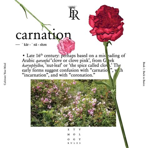 Carnation Carnations May Flowers Words Matter