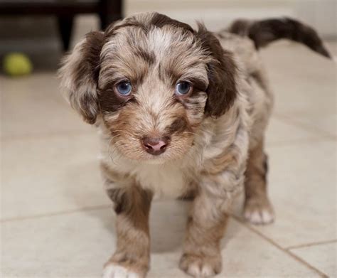 Pin By Madie Parke On Best Friends Aussiedoodle Puppies For Sale