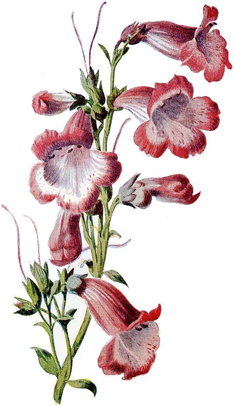 8 Circa 1905 Garden Flower Illustrations Updated