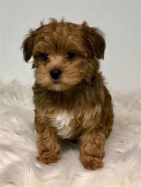 They live up to their title as well. Maltipoo Hollywoodpuppypalace | Maltipoo puppy, Dog adoption, Cute puppies