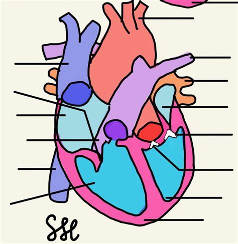 Heart Anatomy Diagram Quiz Diagram Quizlet The Best Porn Website