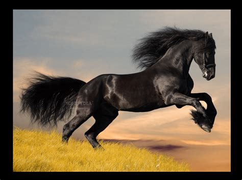 Friesian Horse Screensavers Download Softpedia