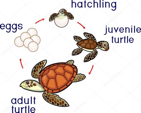 Life Cycle Of Sea Turtle Sequence Of Stages Of Development Of Turtle