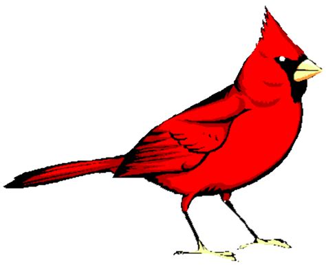 Download High Quality Cardinal Clipart Flying Transparent Png Images