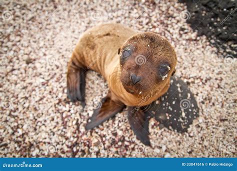 Baby Sea Lion In The Galapagos Islands Staring At Stock Photo Image
