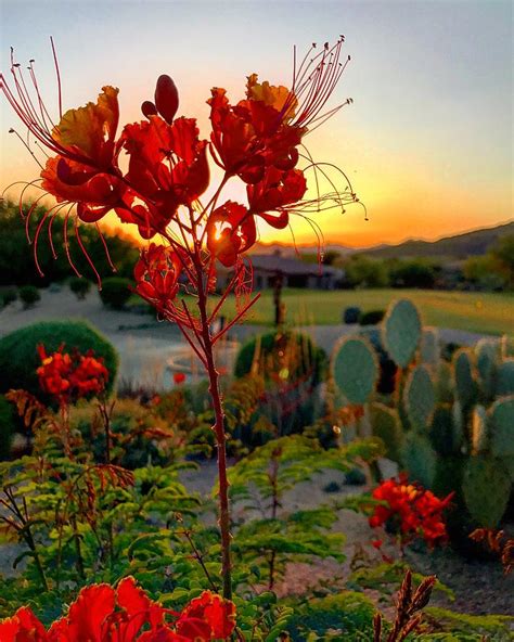Desert Bloom Photograph By Xavier Moran Pixels