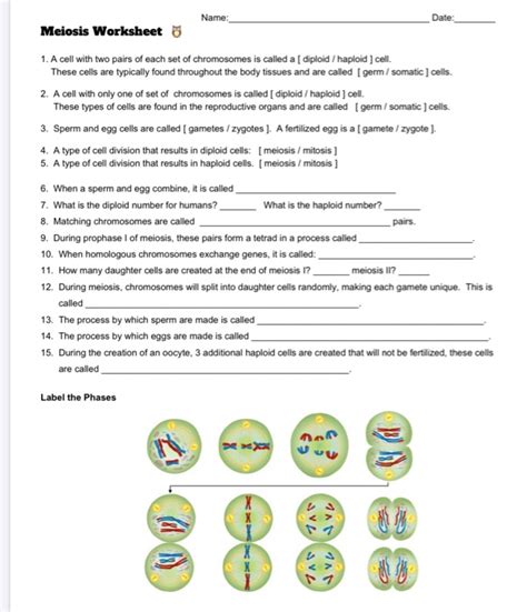 It divides each haploid meiotic cell into two daughter cell. 11 4 Meiosis Worksheet Answers / 11 4 Meiosis - Draw on the back of page.