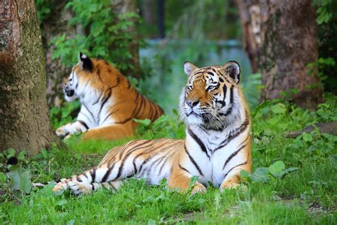 Tiger Paar Im Tierpark Hellabrunn Foto And Bild Tiere Zoo Wildpark