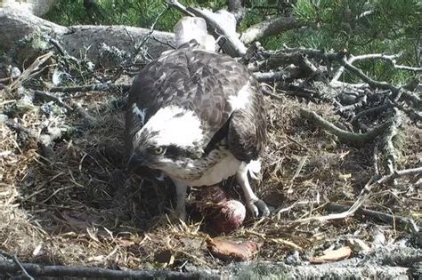 Second Osprey Egg Appears At Famous Loch Of The Lowes Nest Daily Record