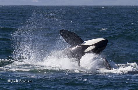 Killer Whale Breach With Splash