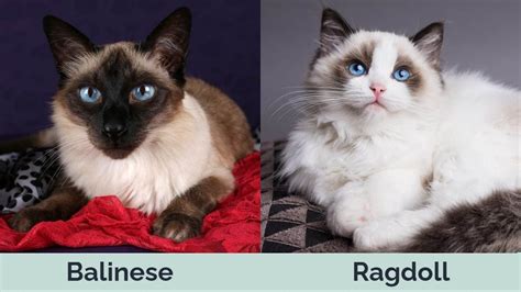 Ragdoll Vs Siamese Cat Whats The Difference With