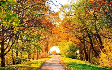 Download Hintergrundbilder 1680x1050 Schöne Herbst Park Bäume Pfad