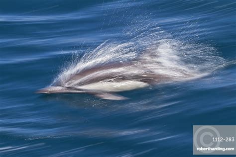 Long Beaked Common Dolphin Delphinus Capensis Stock Photo