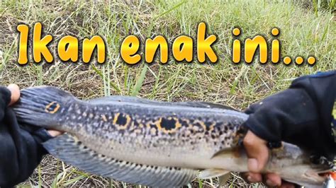 Mancing Casting Dapat Ikan Enak Dan Cantik Lagi Kerandang YouTube