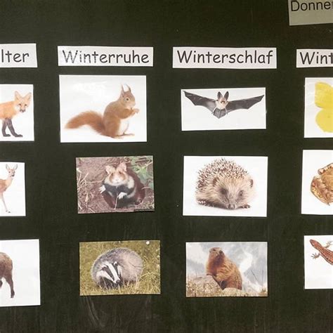 1 die kindergrößen tabelle im überblick. Kleine Unterrichtseinheit zum Thema "Tiere im Winter". Nachdem wir geklärt haben, was Winter ...