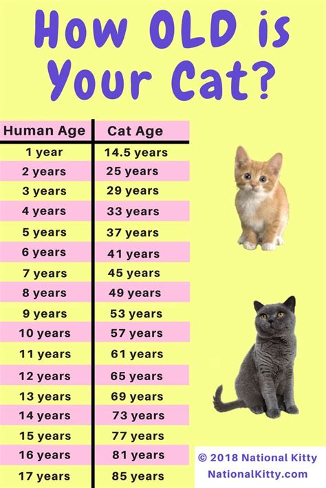 How To Know My Cats Age