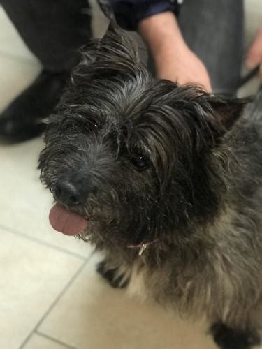 zoey cairn terrier adult adoption rescue for sale in ocean view new jersey classified