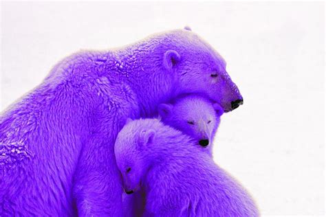 Top 10 Purple Animals In The World Depth World