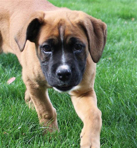 Tator | Across America Boxer Rescue