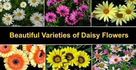 32 Types Of Daisies Varieties Of Colorful Daisy Flowers Pictures