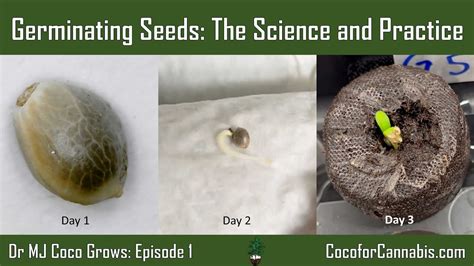 Germinating Seeds The Science And Practice Youtube