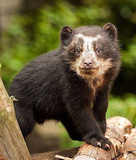 102 Best Images About Spectacled Bears On Pinterest American Black