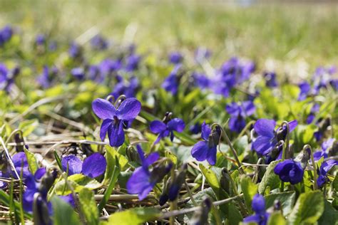 Purple Meadow Flowers In Spring Free Image Download