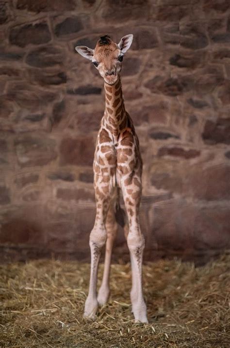 Watch The Moment A Rare Baby Giraffe Was Born At Chester Zoo This Year