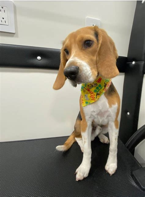 Mobile Pet Groomer Miami | Mobile Pet Grooming Olympia Heights