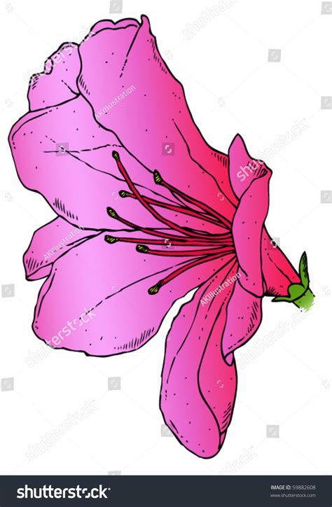 A Realistic Drawing Of A Pink Azalea. Vector. - 59882608 : Shutterstock