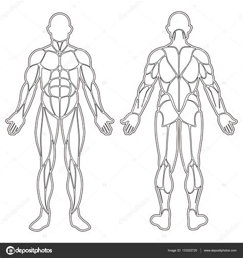 Silueta de músculos del cuerpo humano Vector de stock de longquattro