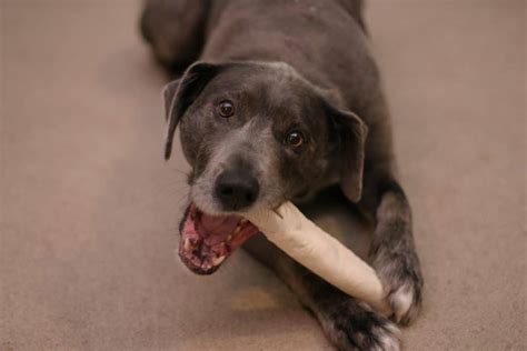 Rawhide Chew Alternatives What You Should Know Before Getting One