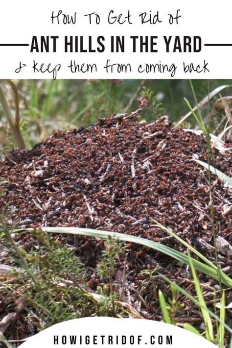 We did not find results for: How to Get Rid of Ant Hills in the Yard - How I Get Rid Of