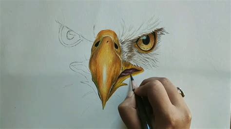 Easy How To Draw A Bald Eagle Face Youtube