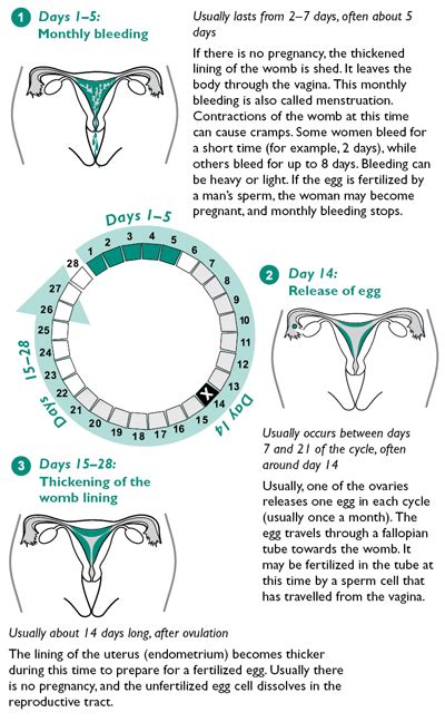 Period day started in october 2019 the first u.s. The Menstrual Cycle | Family Planning