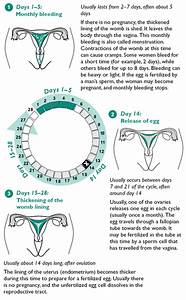 28 Day Menstrual Cycle Chart
