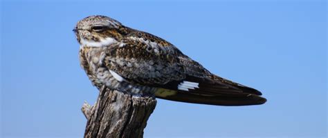 Common Nighthawk Birds Of Nebraska Online