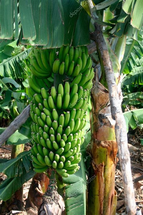 Fresh Bananas Stock Photo By ©anterovium 9352241
